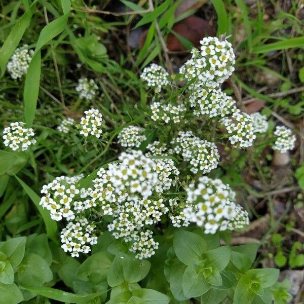 Lobularia maritima Květ