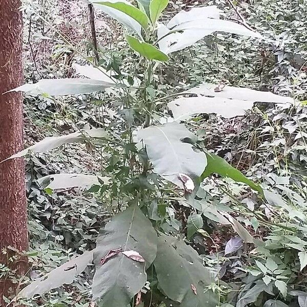 Solanum mauritianum Vivejo