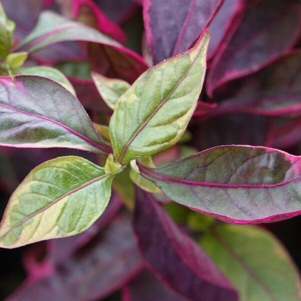 Alternanthera ficoidea Leaf