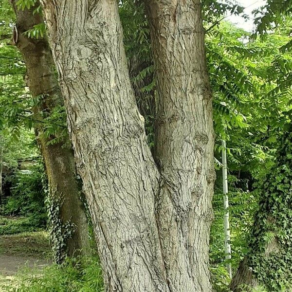 Pterocarya fraxinifolia 樹皮
