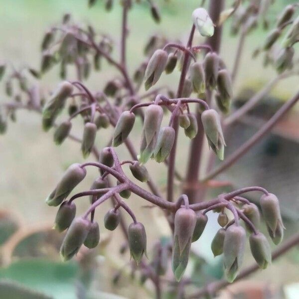 Kalanchoe laetivirens Cvet