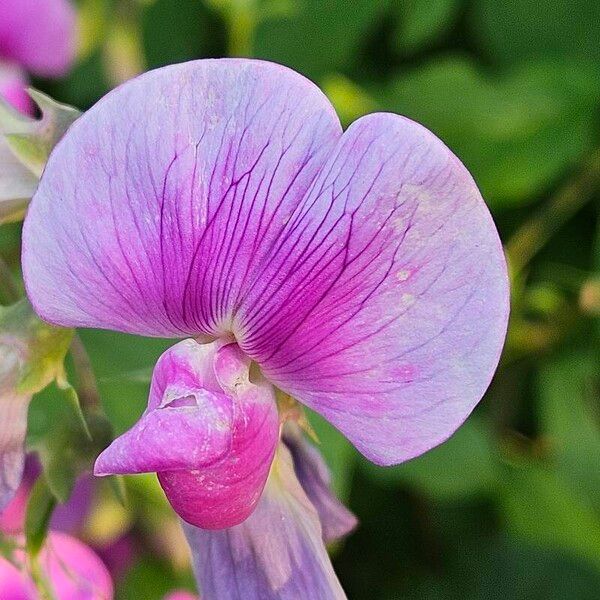 Lathyrus latifolius Flor