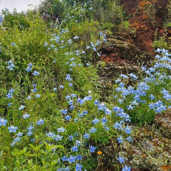 Delphinium leroyi Blomst