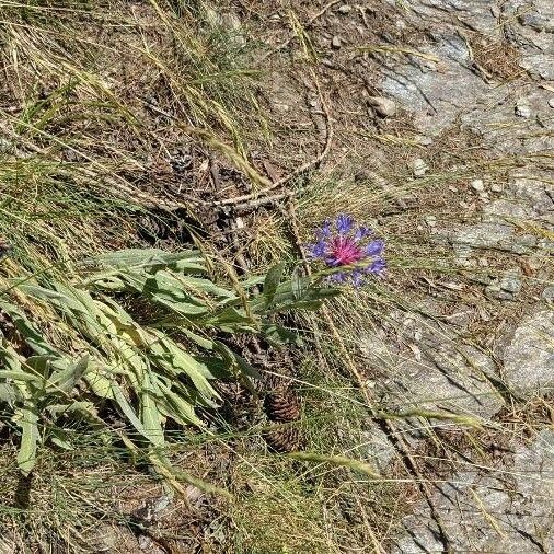 Centaurea triumfettii Vekstform