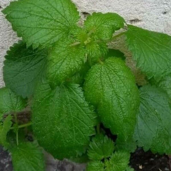 Urtica membranacea Характер