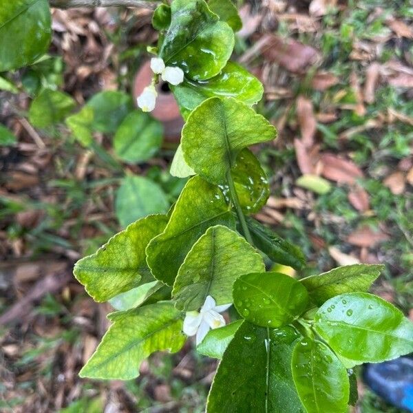 Citrus hystrix Blad