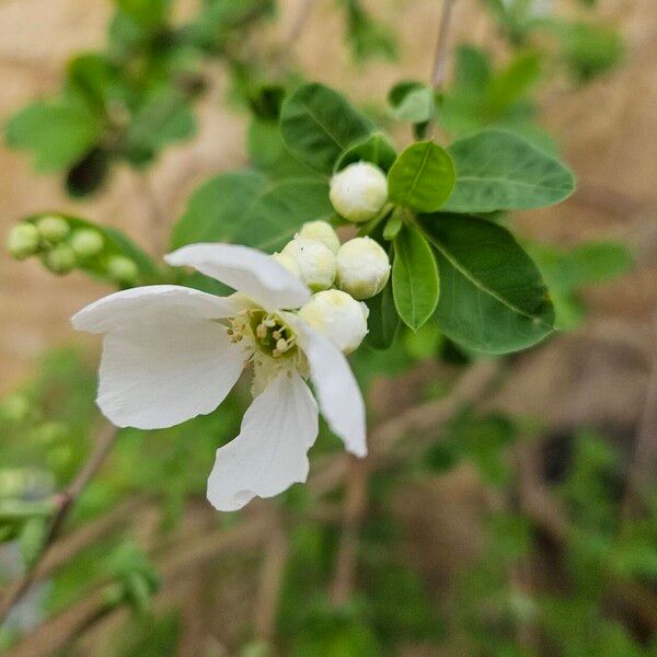 Exochorda racemosa Kwiat