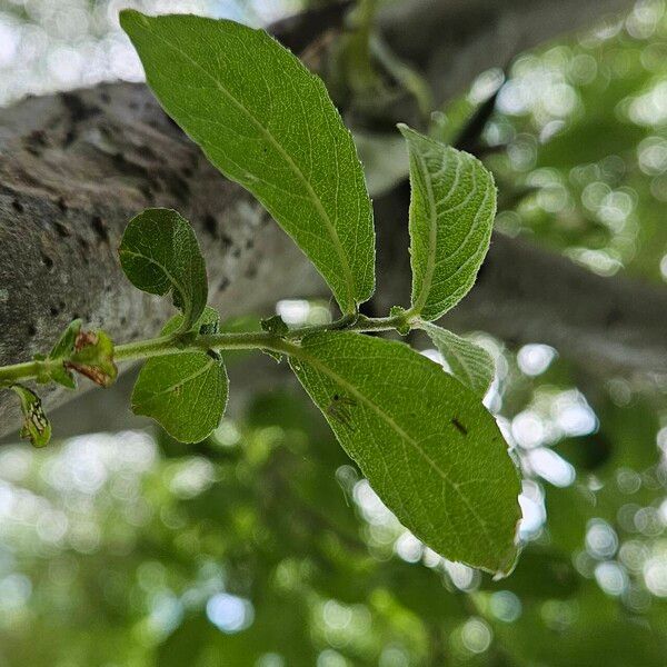 Salix cinerea Folio