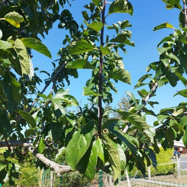 Prunus insititia Leaf