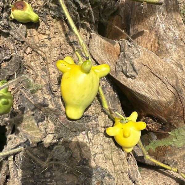 Solanum mammosum Ovoce