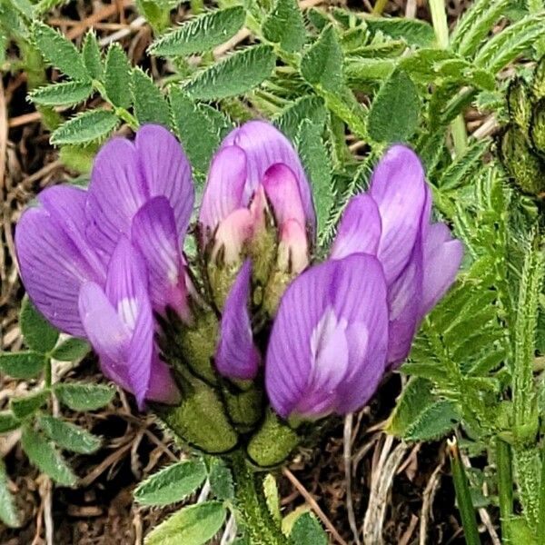 Astragalus danicus 花