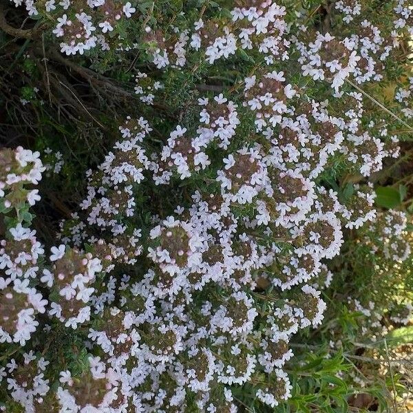 Thymus vulgaris Blüte