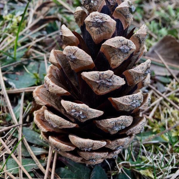 Pinus nigra Плод