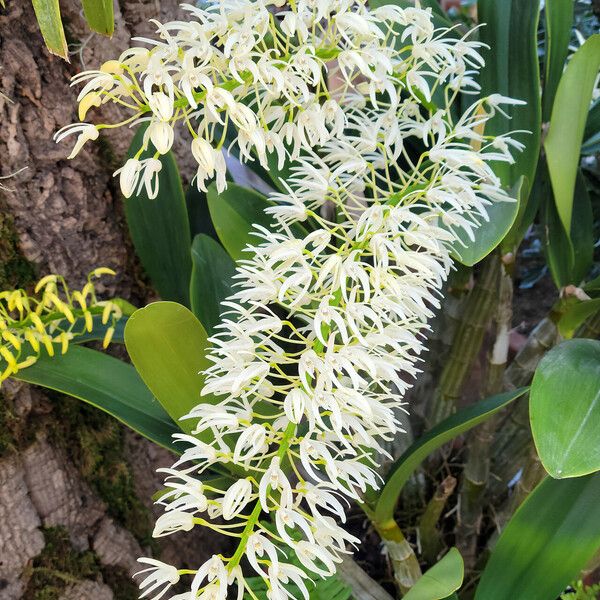 Dendrobium speciosum Květ