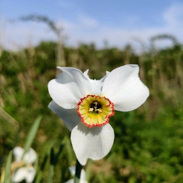 Narcissus × medioluteus Cvet