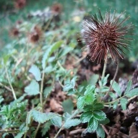 Acaena ovalifolia Plod