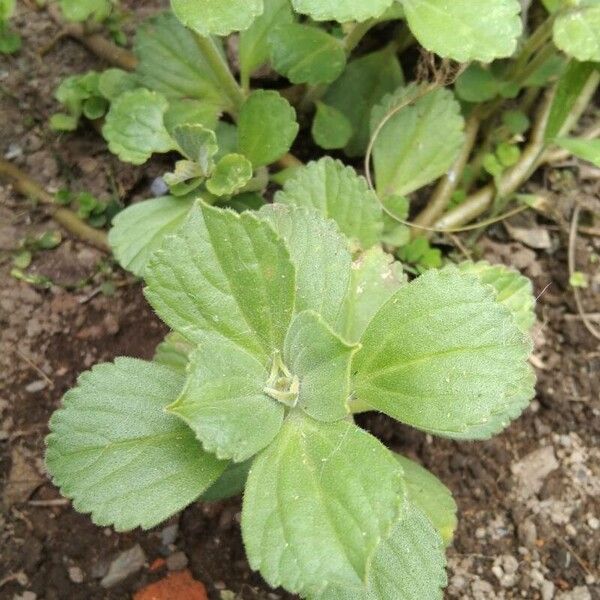 Coleus comosus Leaf