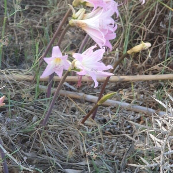 Amaryllis belladonna 花