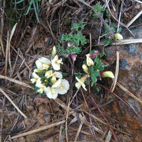 Cytisus hirsutus Flower