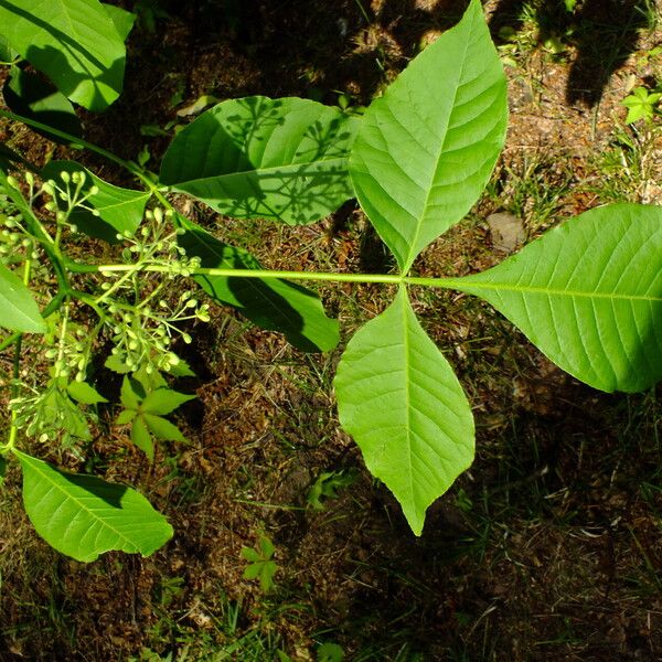 Ptelea trifoliata Квітка