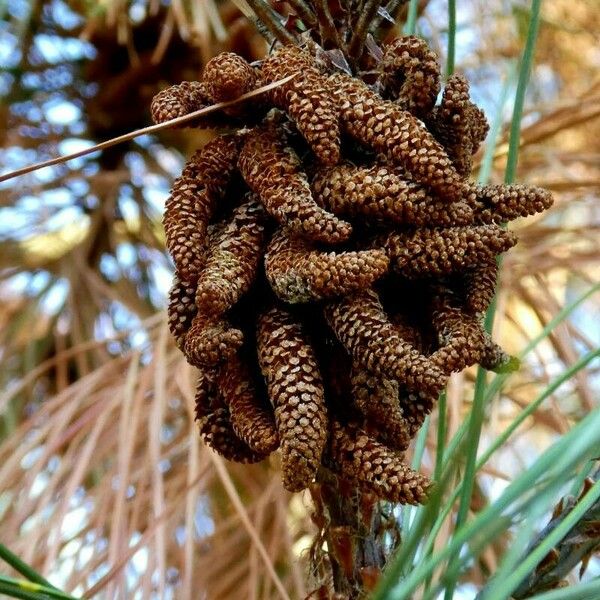 Pinus canariensis Flower