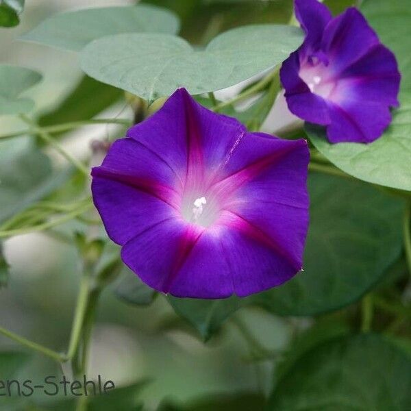 Ipomoea purpurea Кветка