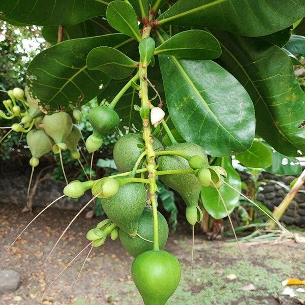 Barringtonia asiatica Fruto