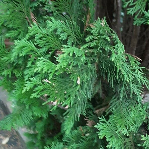 Thuja occidentalis Лист