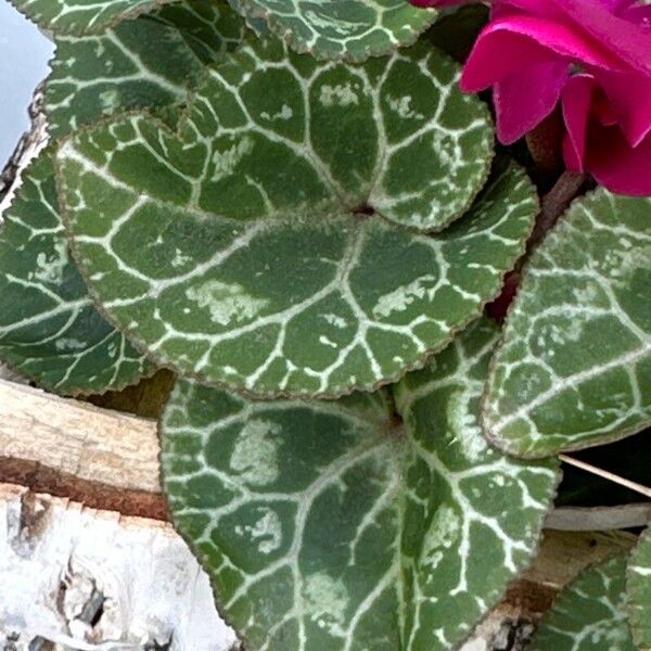 Cyclamen repandum Blad