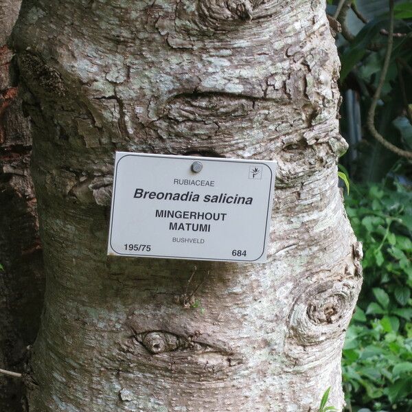 Breonadia salicina Bark