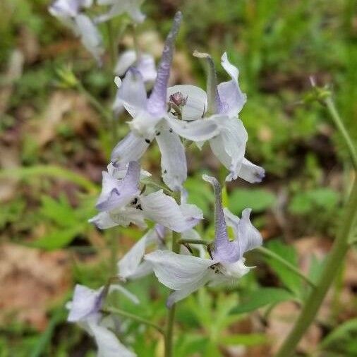 Delphinium carolinianum 花