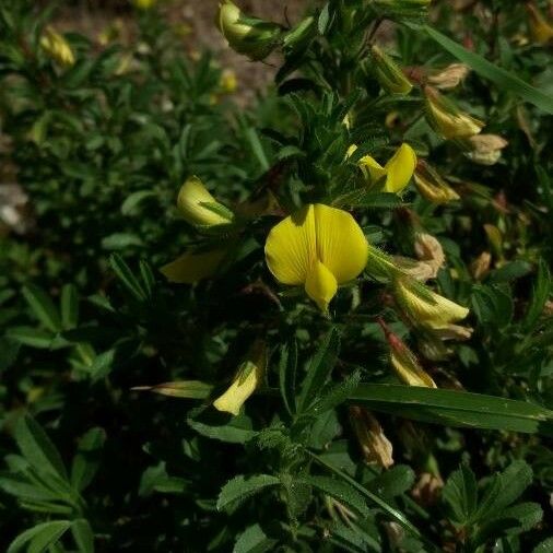 Ononis natrix फूल