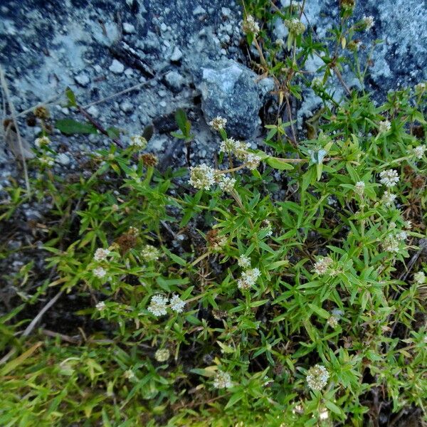 Spermacoce prostrata Habit