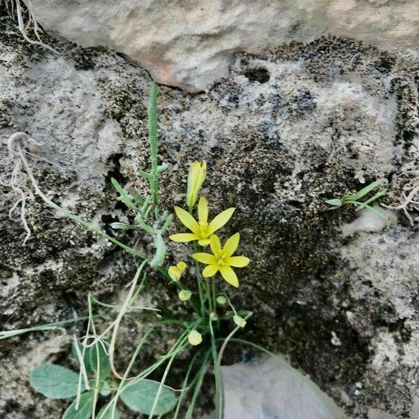 Gagea chlorantha Flower