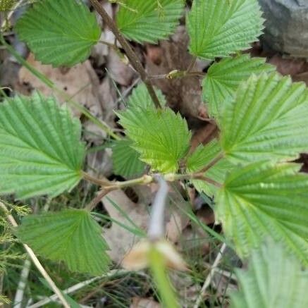 Viburnum dentatum Leaf