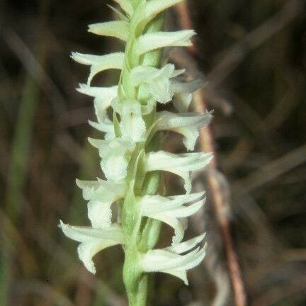 Spiranthes magnicamporum ফুল