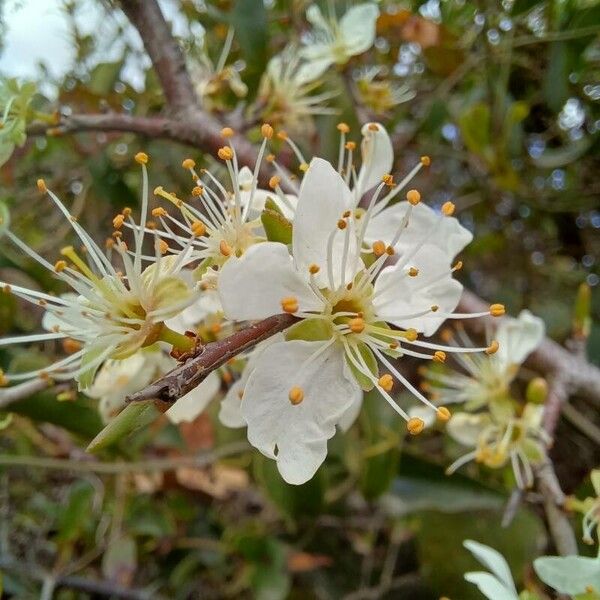 Prunus spinosa Kvet