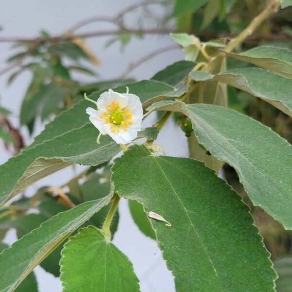 Muntingia calabura Flower