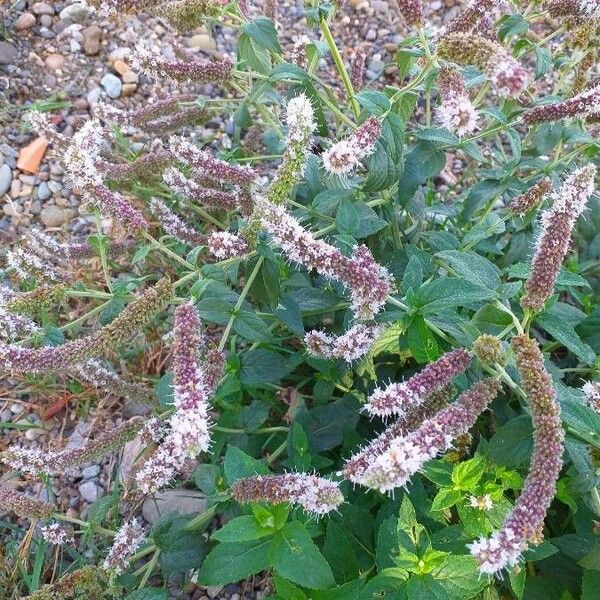 Mentha longifolia Flower