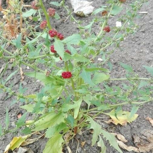 Blitum virgatum Habitus