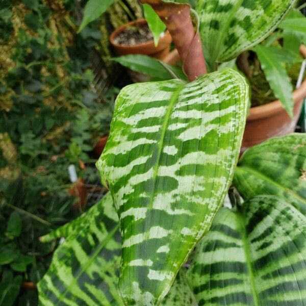 Dracaena goldieana Blad