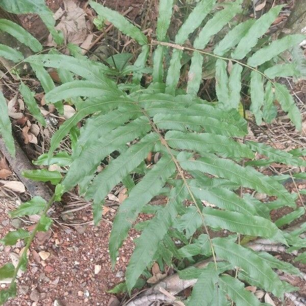 Phanerophlebia umbonata Leaf