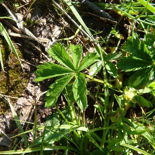 Potentilla aurea Листок