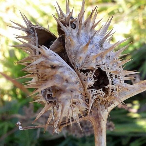 Datura stramonium Fruit