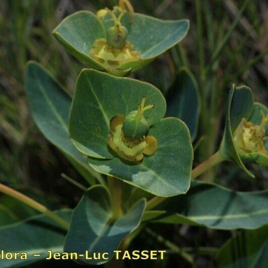 Euphorbia isatidifolia Плод