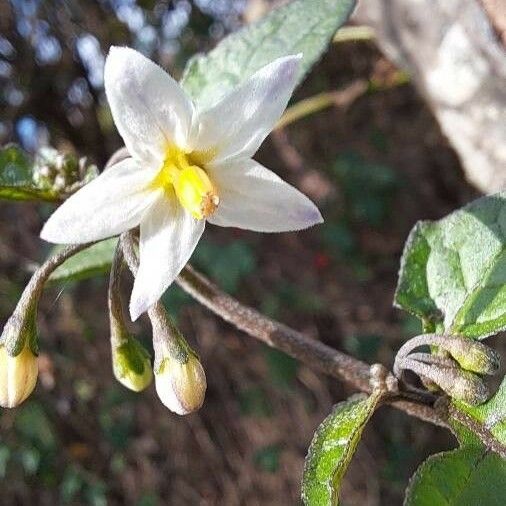 Solanum nigrum Floare