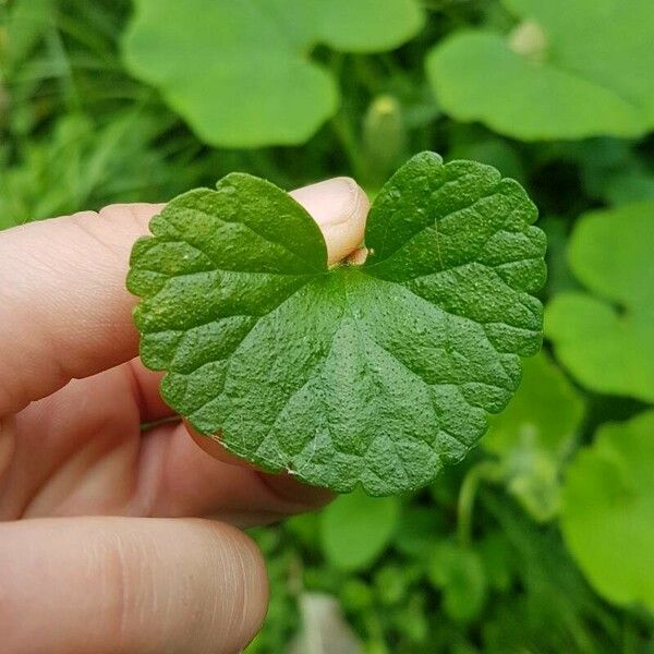 Centella asiatica Folha