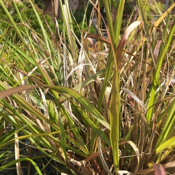 Setaria viridis Leaf