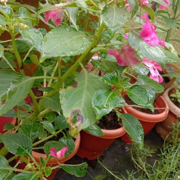 Impatiens walleriana Plante entière