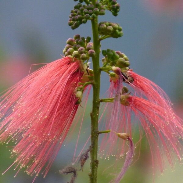 Calliandra houstoniana 花